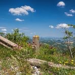 Fruehlingsblumen am Monte Catria