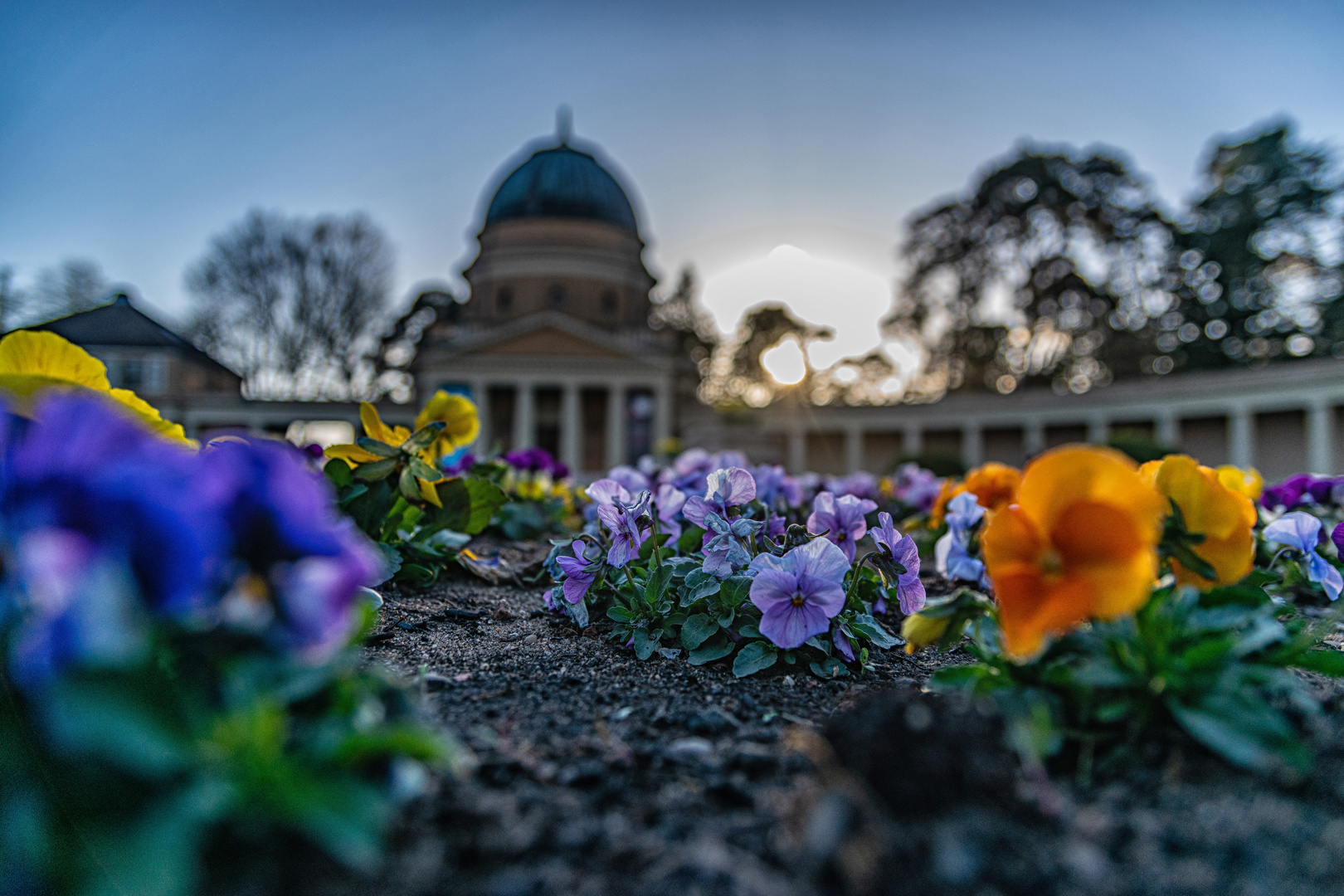 Frühlingsblumen am Waldfriedhof