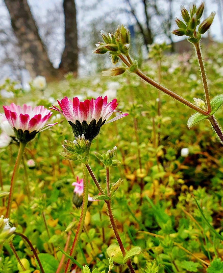 Frühlingsblumen am Wegesrand 2