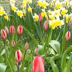 Frühlingsblumen am Wegesrand