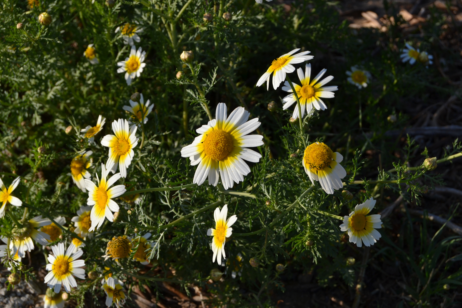 Frühlingsblumen an der Costa del Sol