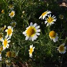 Frühlingsblumen an der Costa del Sol