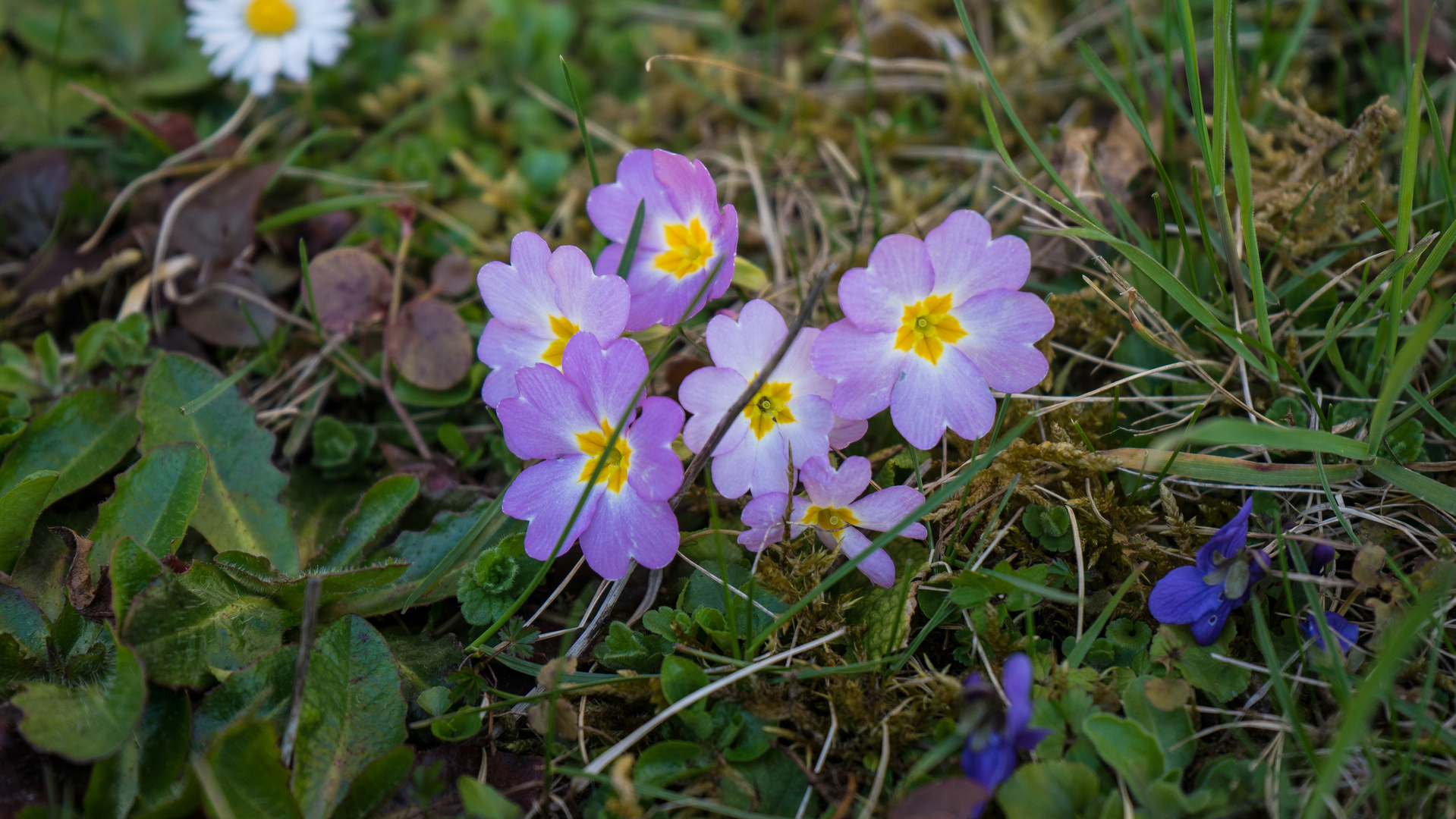 Frühlingsblumen auf der Wiese