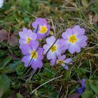 Frühlingsblumen auf der Wiese