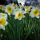 Frühlingsblumen aus der Ameisenperspektive