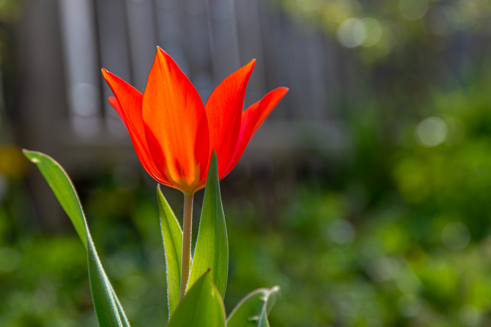 Frühlingsblumen