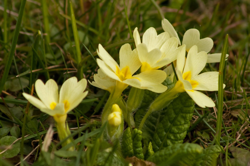 Frühlingsblumen