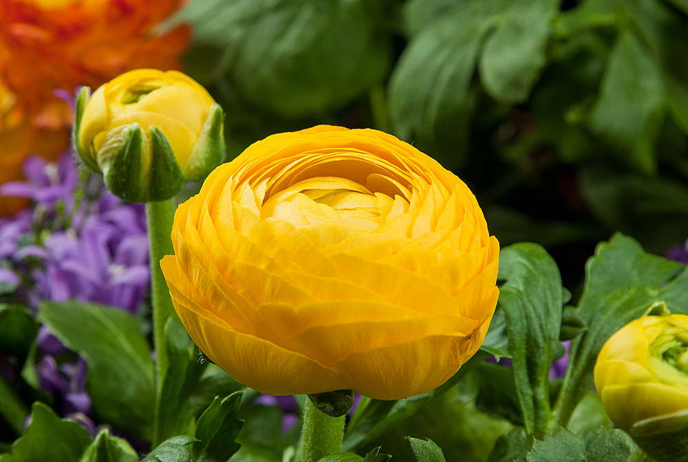 Frühlingsblumen Foto & Bild | pflanzen, pilze & flechten, blüten