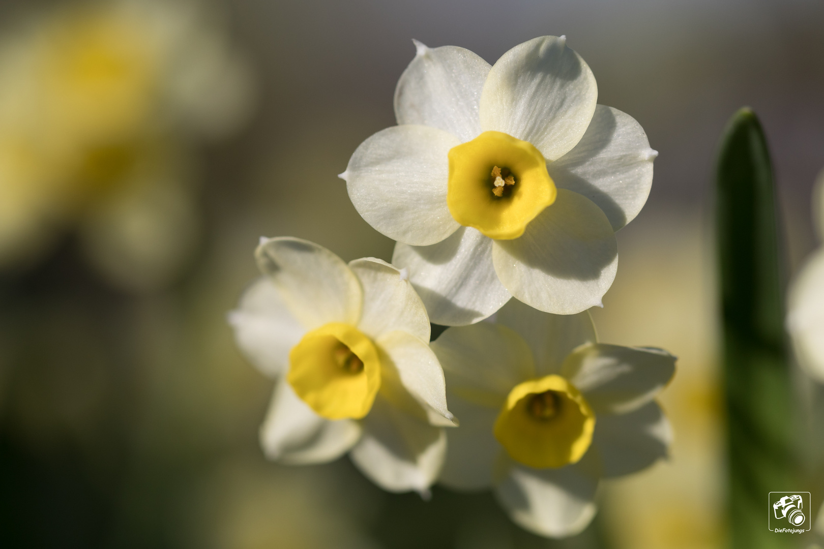 Frühlingsblumen