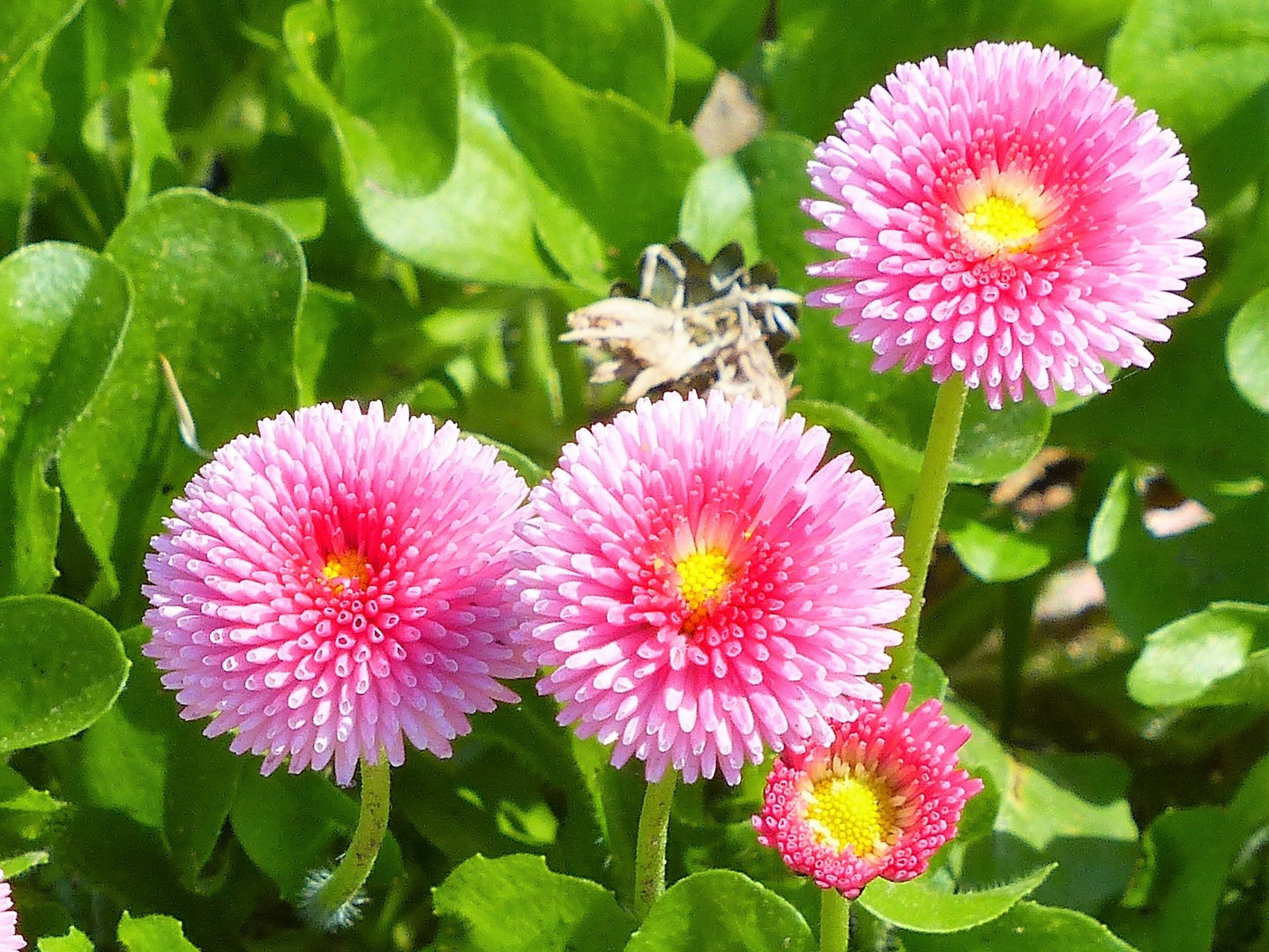 Frühlingsblumen ( Bellis )