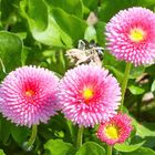 Frühlingsblumen ( Bellis )