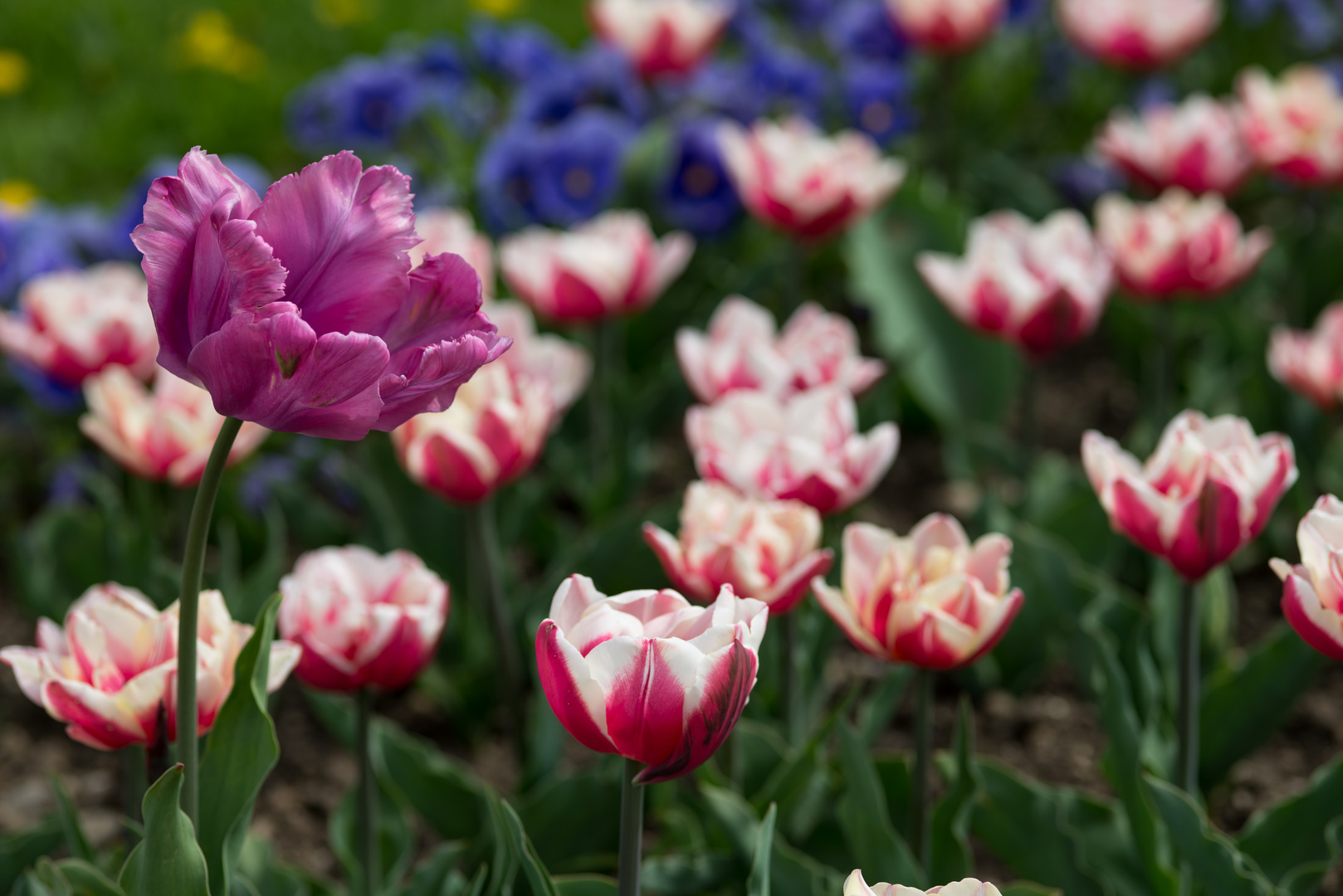 Frühlingsblumen