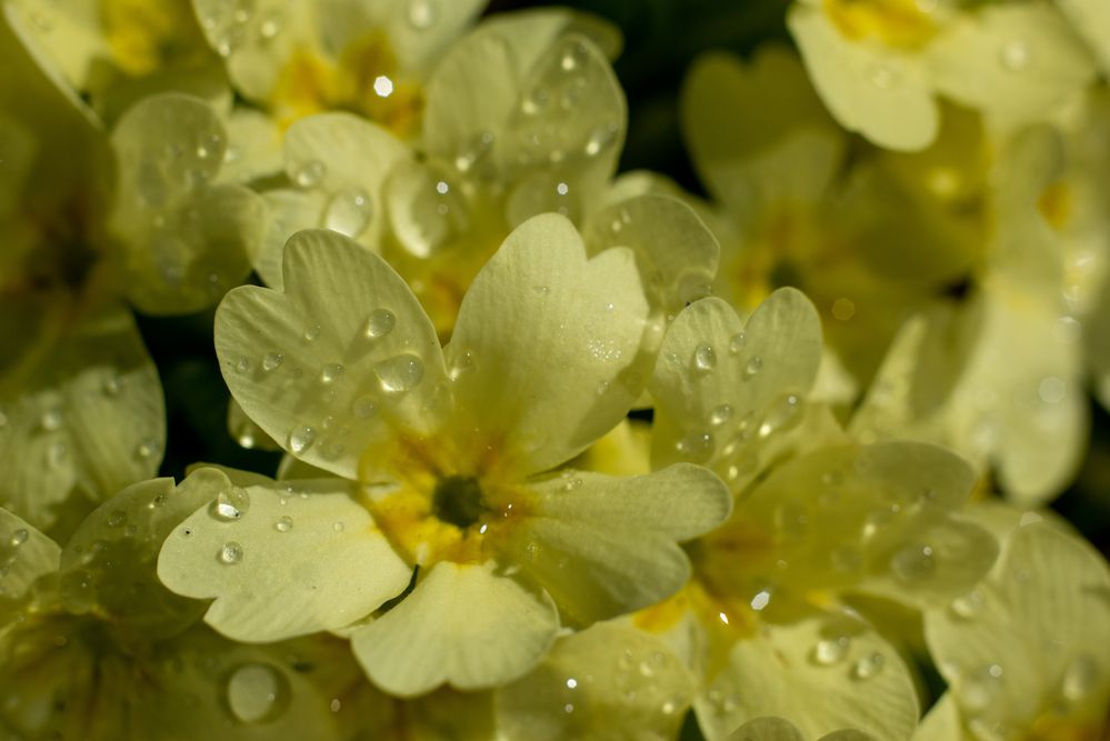 Frühlingsblumen