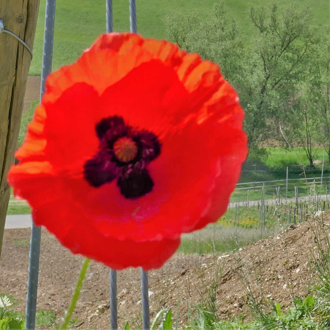 Frühlingsblumen