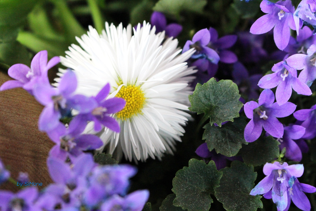 Frühlingsblumen