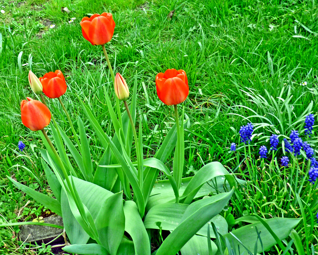 Frühlingsblumen