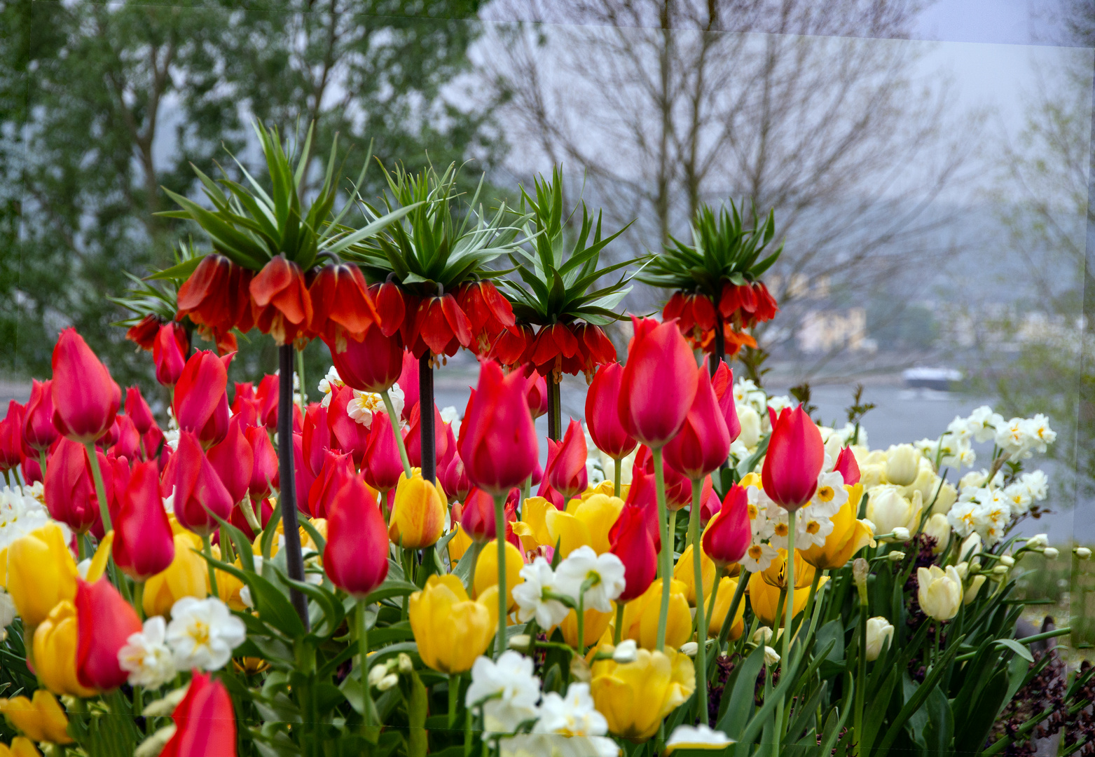 Frühlingsblumen