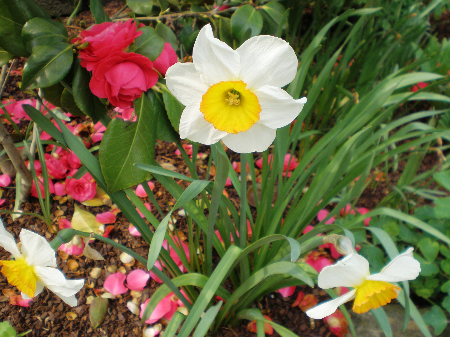 Frühlingsblumen Foto & Bild | pflanzen, pilze & flechten, natur Bilder