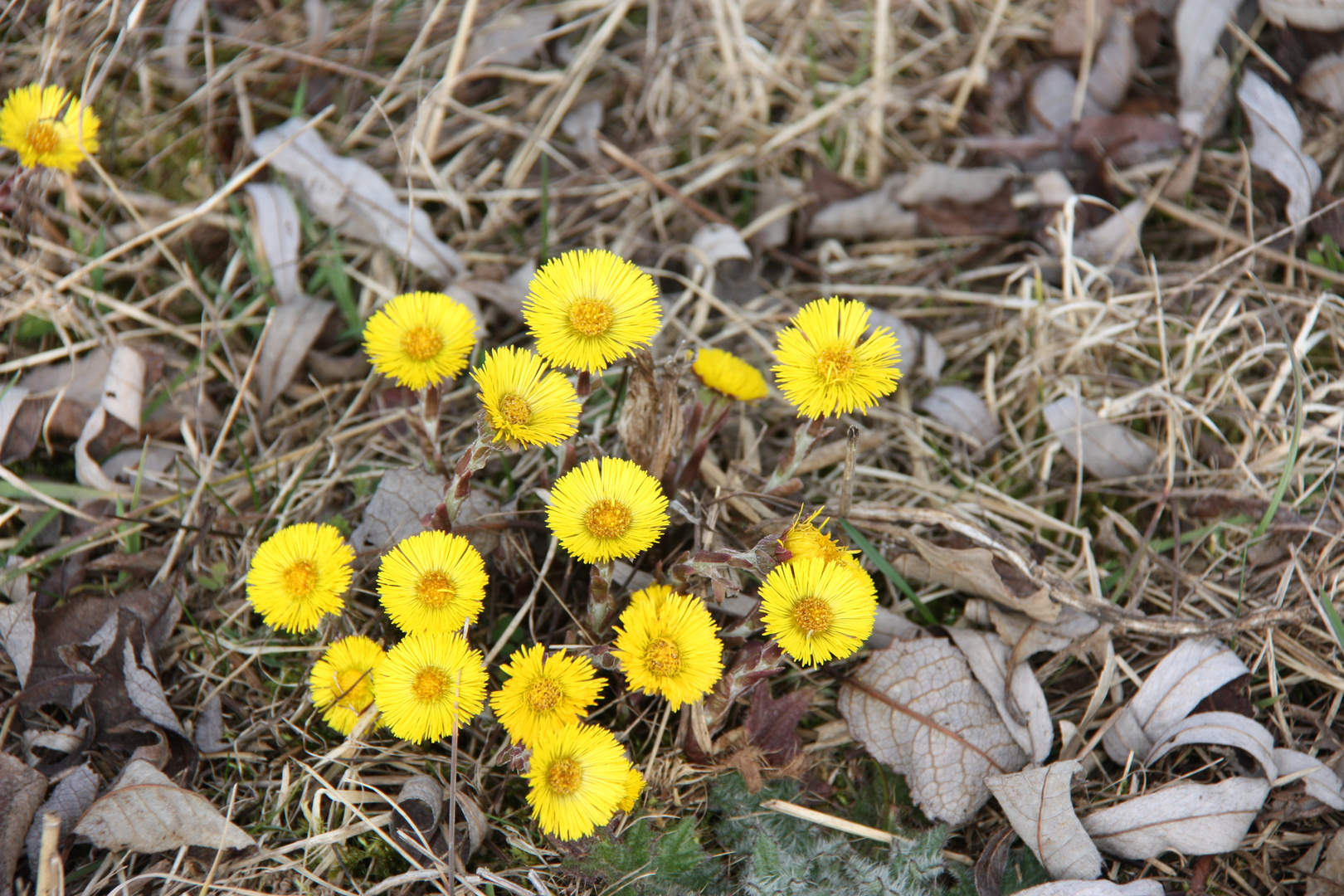 Frühlingsblumen