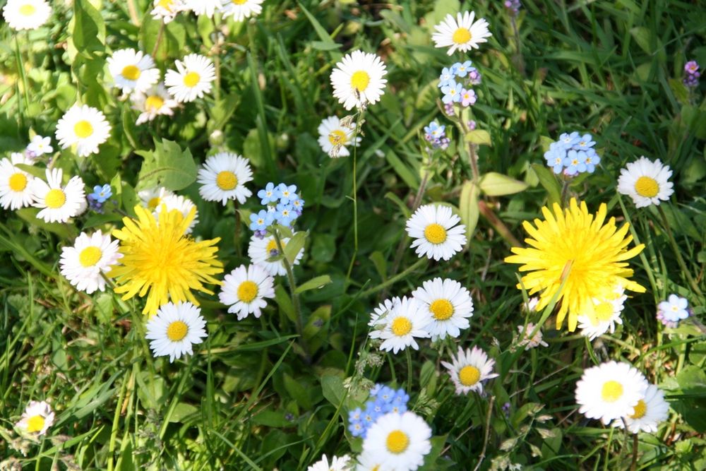 Frühlingsblumen