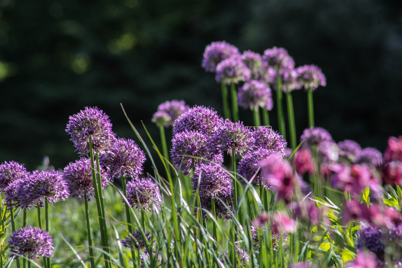 FrühlingsBlumen