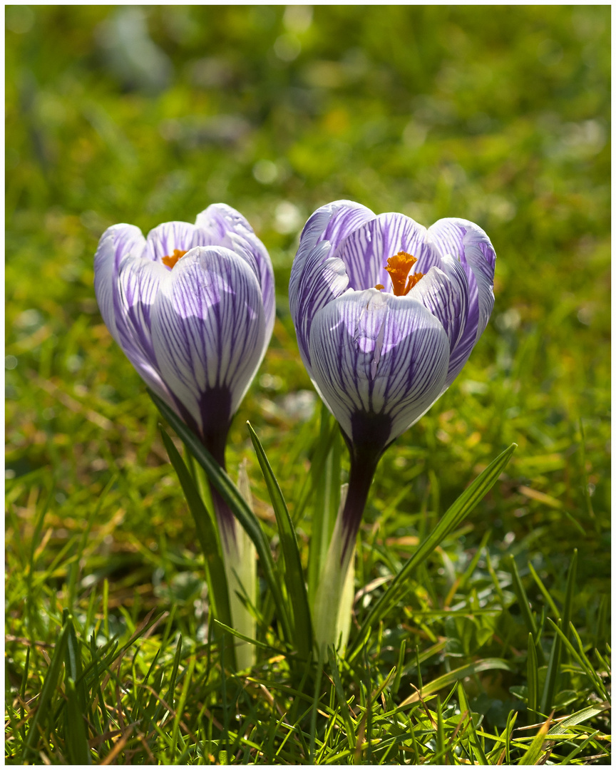 Frühlingsblumen 