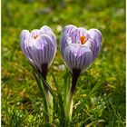 Frühlingsblumen 