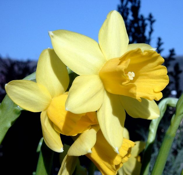 Frühlingsblumen