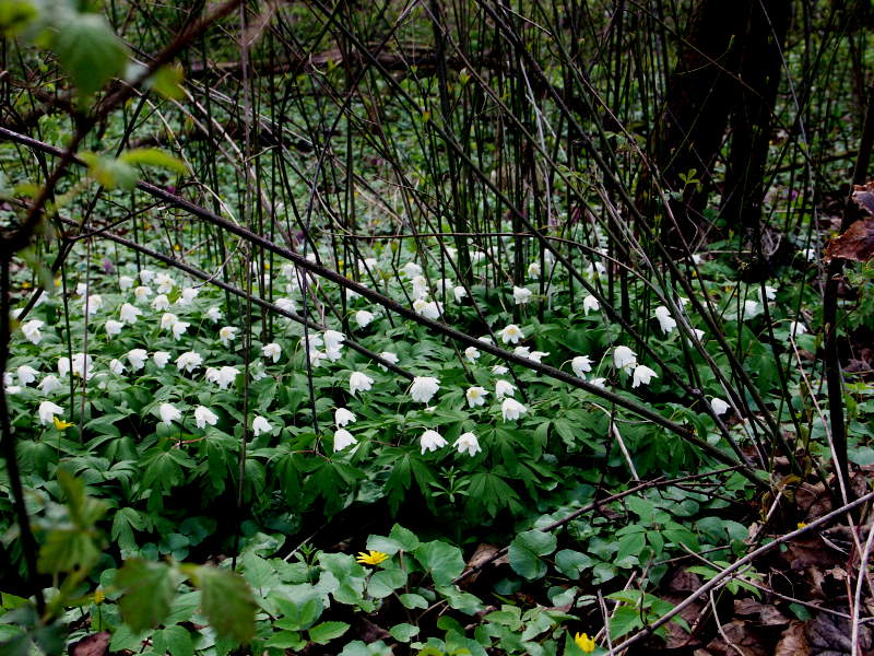 Frühlingsblumen