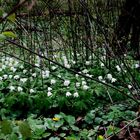 Frühlingsblumen