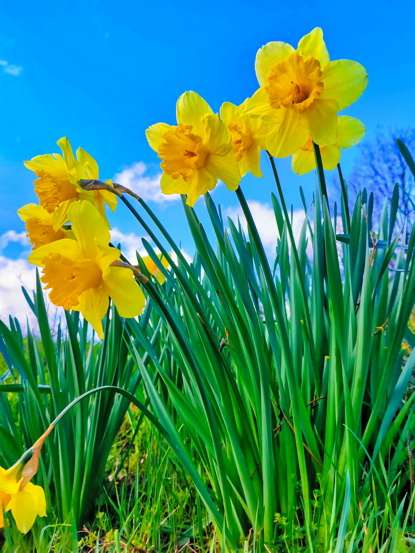 Frühlingsblumen