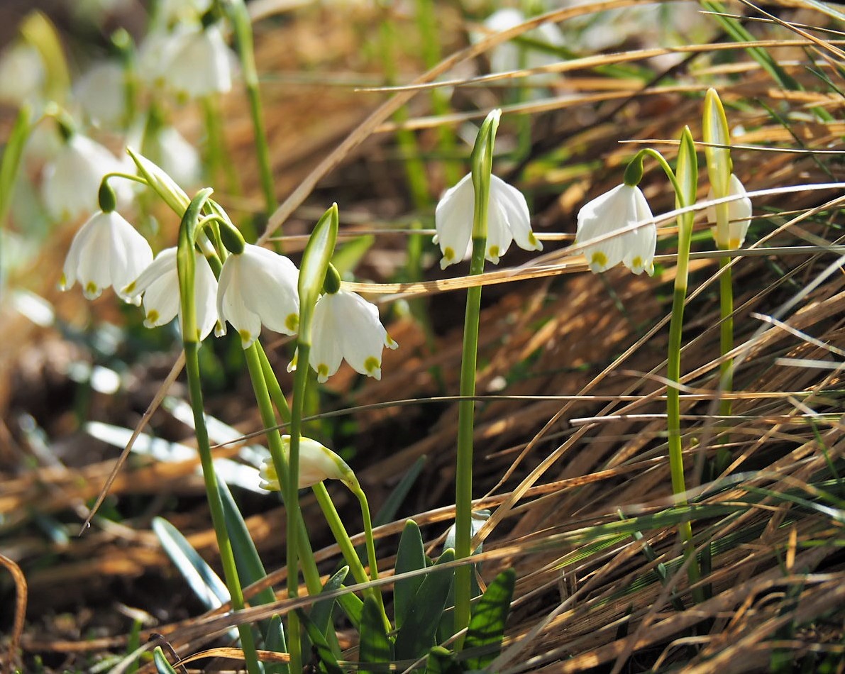 Frühlingsblumen