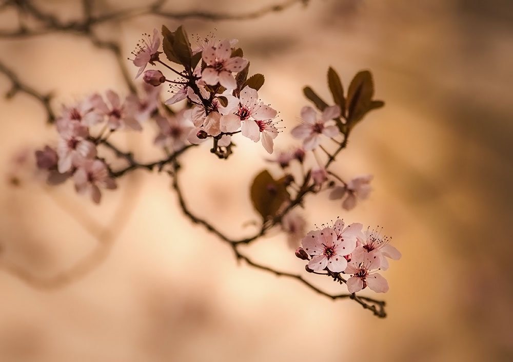 Frühlingsblumen :)