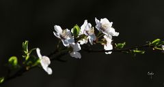 Frühlingsblumen