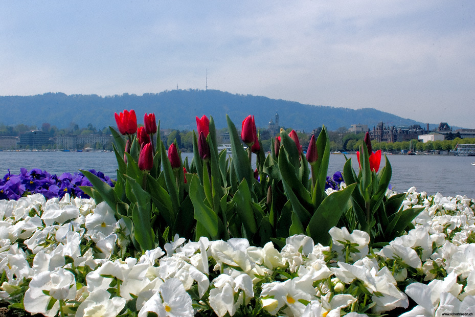 Fruhlingsblumen Foto Bild Jahreszeiten Fruhling Schweiz Bilder Auf Fotocommunity
