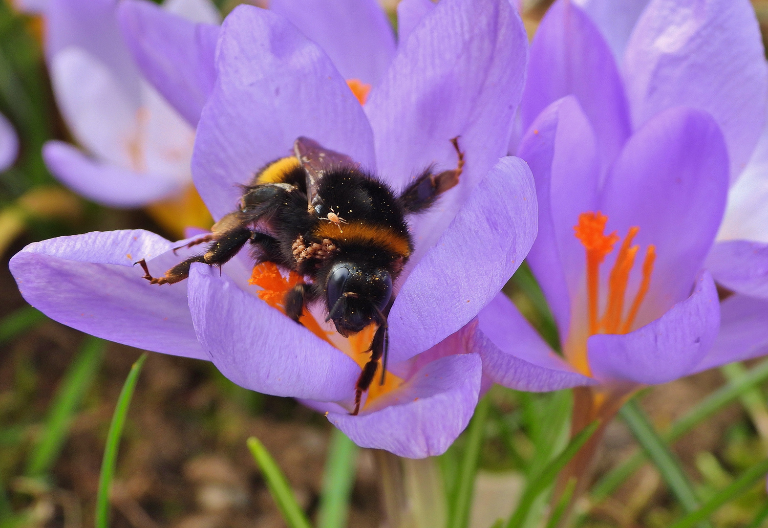 Frühlingsblumen: Hummel mit Milben_02