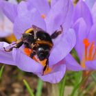 Frühlingsblumen: Hummel mit Milben_02