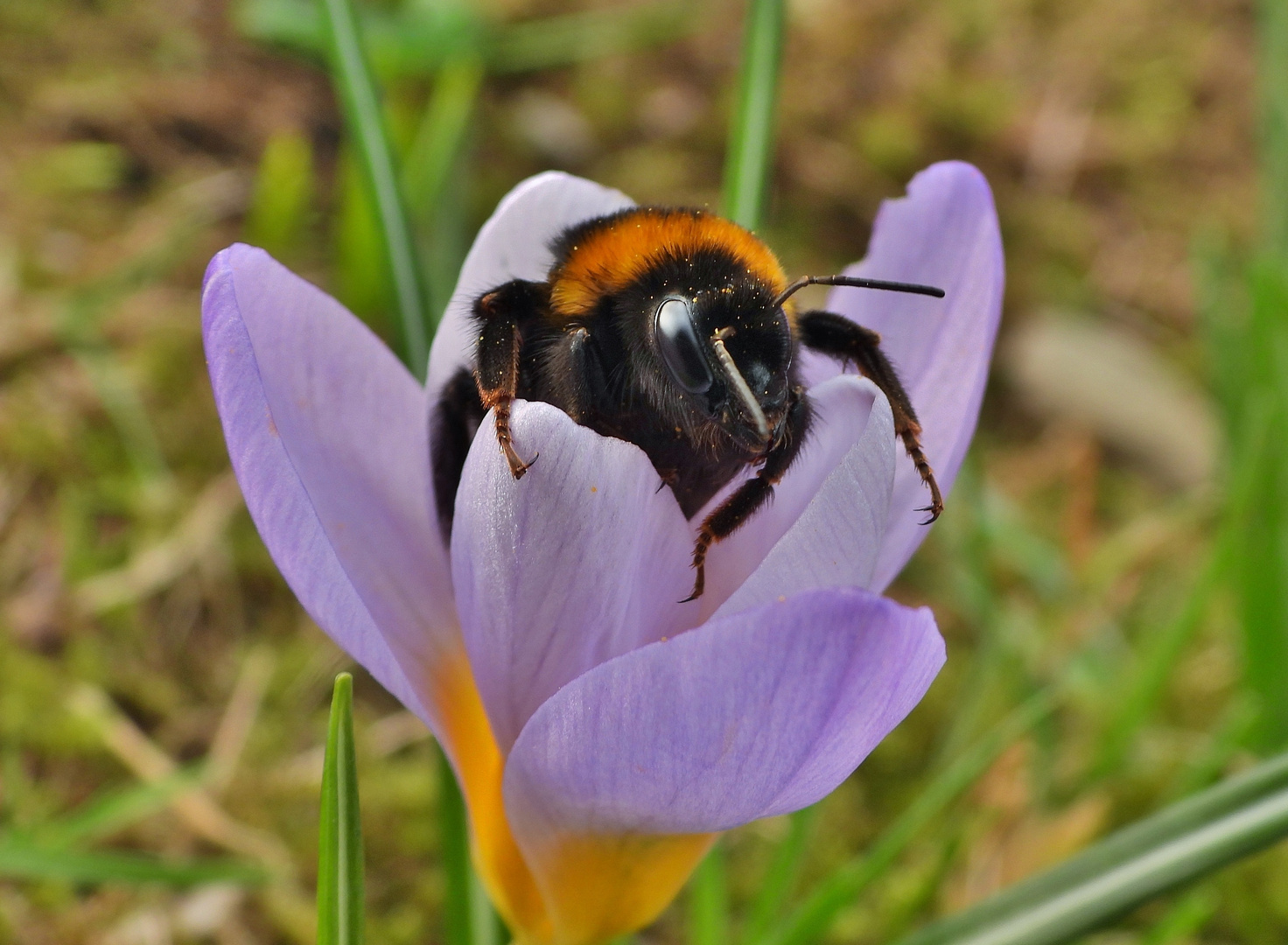 Frühlingsblumen: Hummel_04