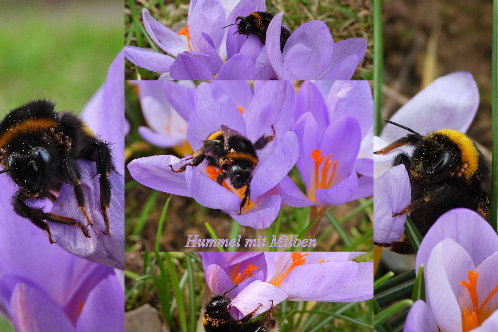 Frühlingsblumen: Hummeln mit Milben