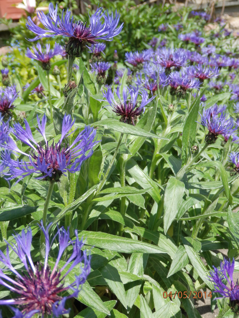 Frühlingsblumen I