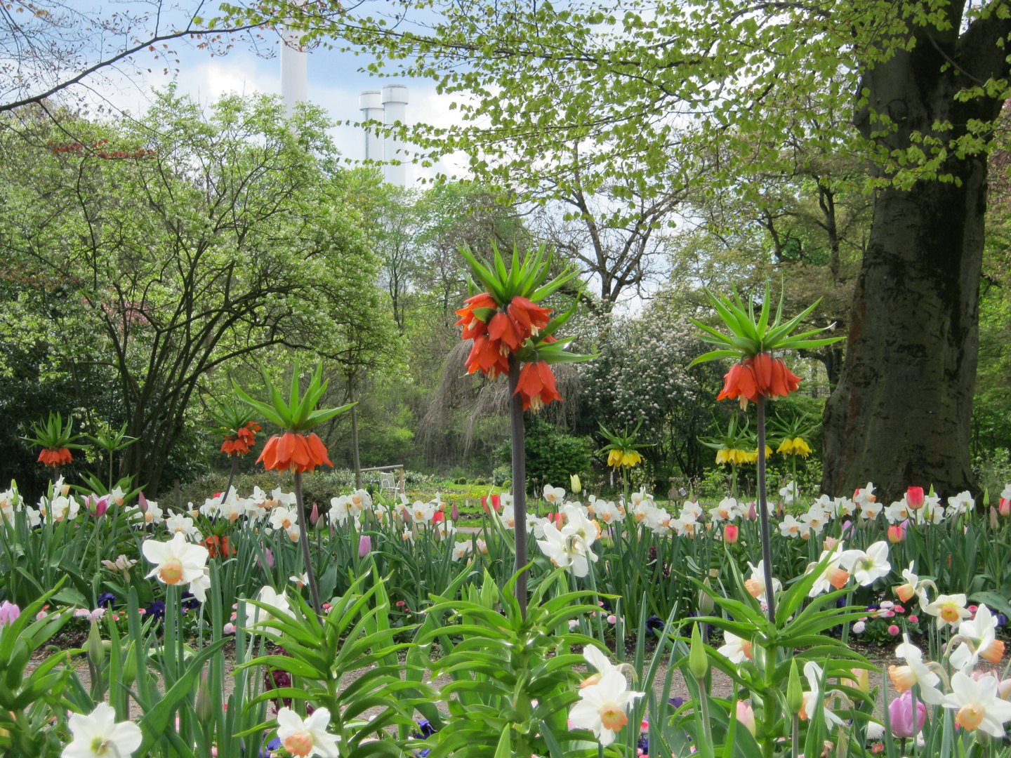 Frühlingsblumen II