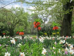 Frühlingsblumen II