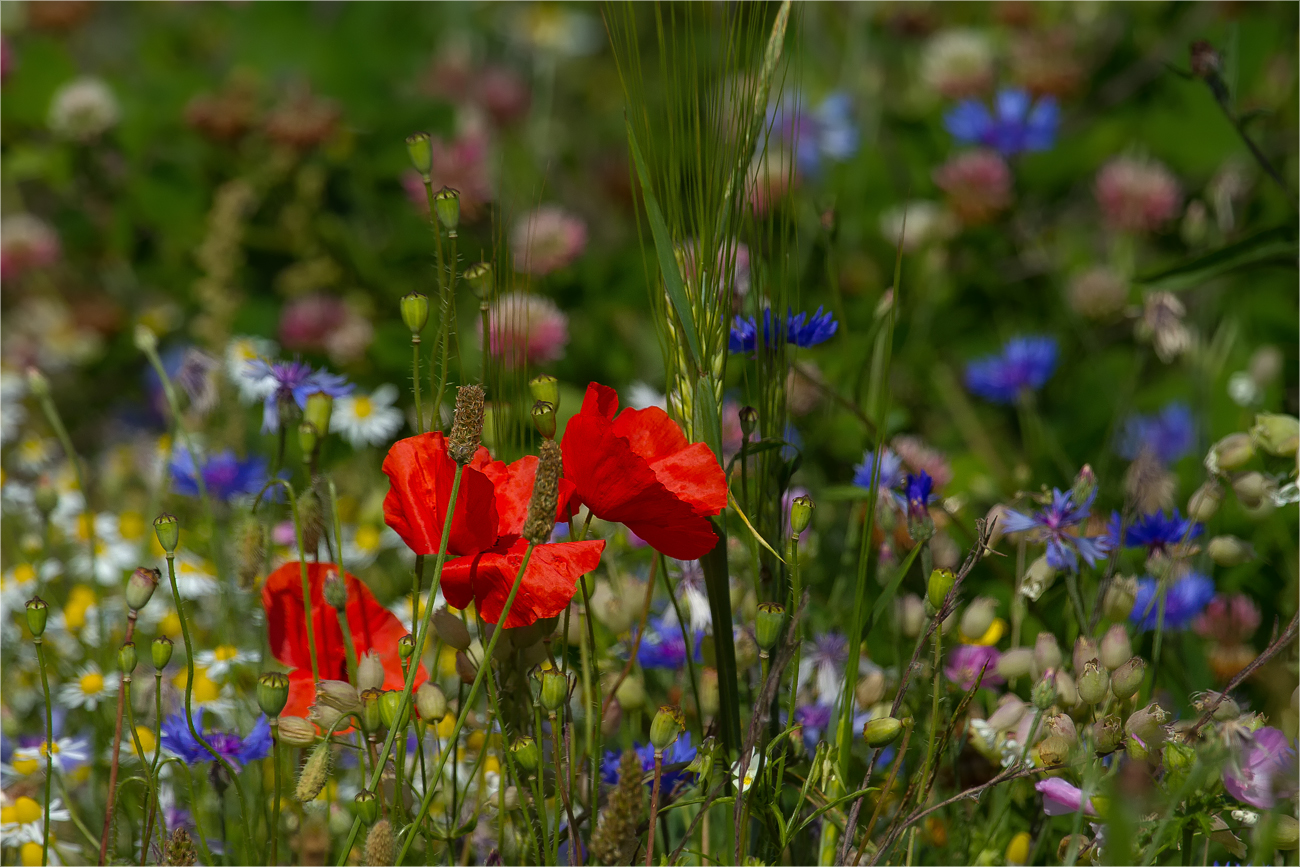 Frühlingsblumen im August