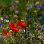 Frühlingsblumen im August