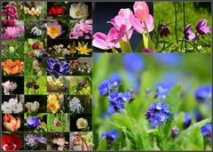 Frühlingsblumen im Garten