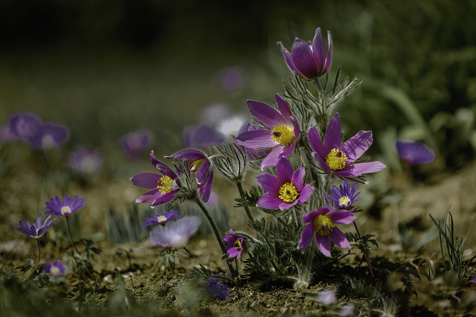 Frühlingsblumen im Garten Foto & Bild | landschaft ...