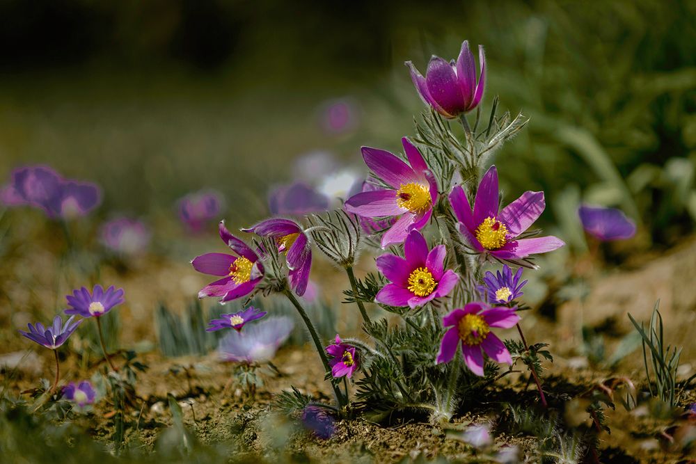 Frühlingsblumen im Garten