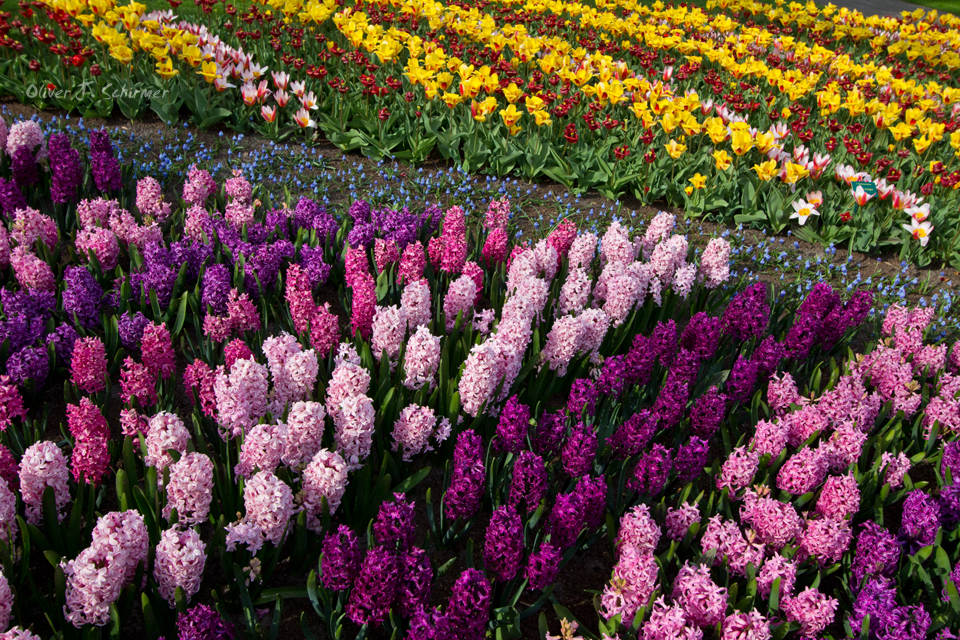 Frühlingsblumen im Keukenhof