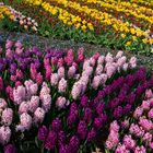 Frühlingsblumen im Keukenhof