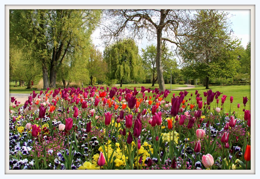 Frühlingsblumen im Park